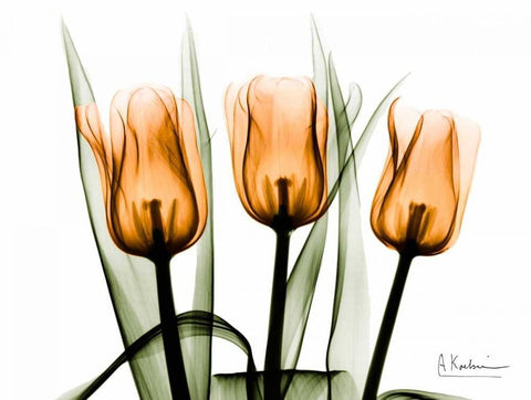 Tulips Orange White Modern Wood Framed Art Print with Double Matting by Koetsier, Albert