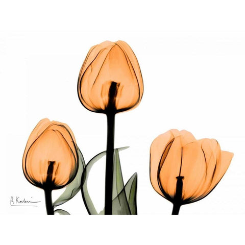 Tulips Orange Black Modern Wood Framed Art Print with Double Matting by Koetsier, Albert