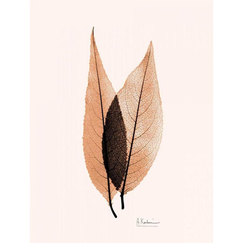 Caplulin Cherry Orange Black Modern Wood Framed Art Print with Double Matting by Koetsier, Albert