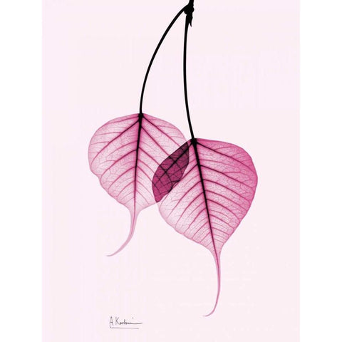 Bodhi Tree Pink Black Modern Wood Framed Art Print with Double Matting by Koetsier, Albert