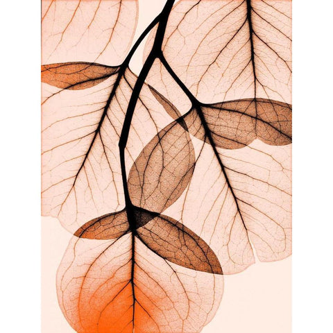 Orange Eucalyptus White Modern Wood Framed Art Print by Koetsier, Albert