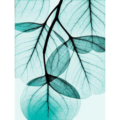 Teal Eucalyptus Black Modern Wood Framed Art Print with Double Matting by Koetsier, Albert