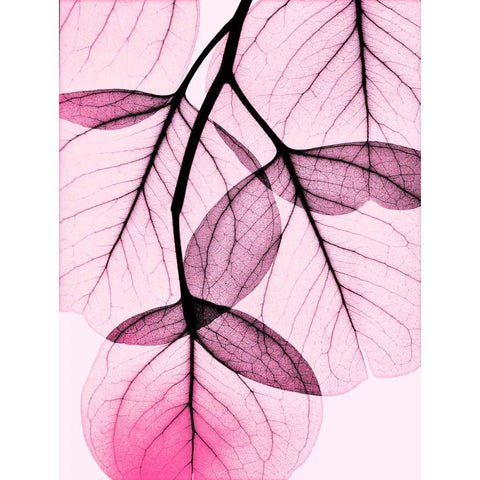 Pink Eucalyptus White Modern Wood Framed Art Print by Koetsier, Albert