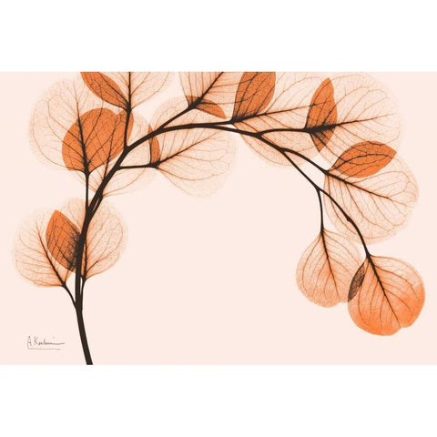 Orange Eucalyptus Black Modern Wood Framed Art Print by Koetsier, Albert