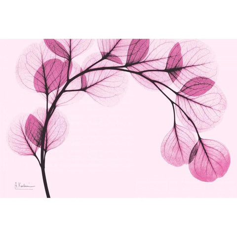 Pink Eucalyptus Black Modern Wood Framed Art Print with Double Matting by Koetsier, Albert