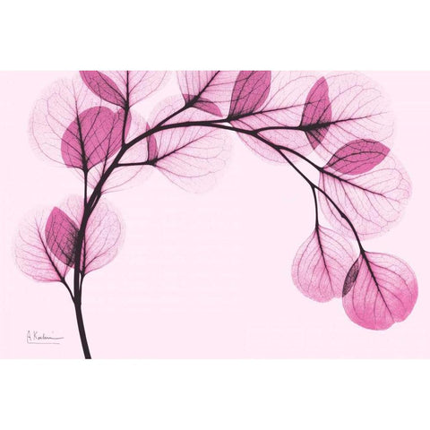 Pink Eucalyptus Black Modern Wood Framed Art Print by Koetsier, Albert