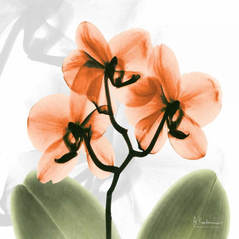 BW Orchid Orange Black Ornate Wood Framed Art Print with Double Matting by Koetsier, Albert