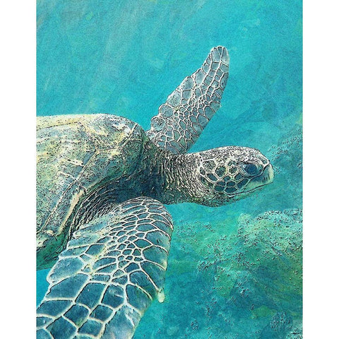 Sea Turtle 1 White Modern Wood Framed Art Print by Bailey, Ann