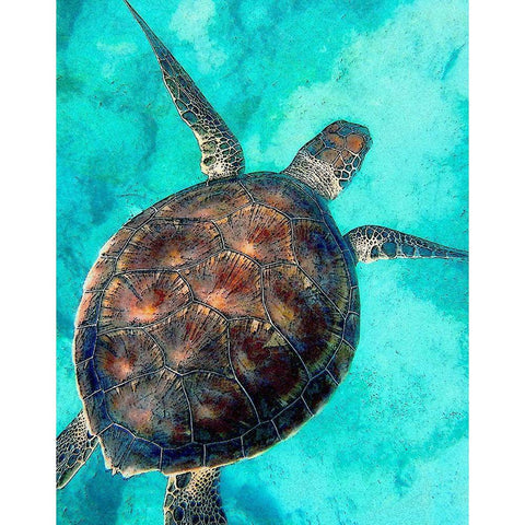 Sea Turtle 2 Black Modern Wood Framed Art Print with Double Matting by Bailey, Ann