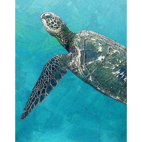 Sea Turtle 3 White Modern Wood Framed Art Print by Bailey, Ann