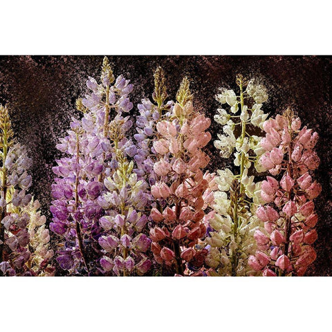Summer Lupine Black Modern Wood Framed Art Print with Double Matting by Bailey, Ann