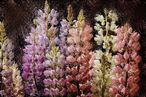 Summer Lupine Black Ornate Wood Framed Art Print with Double Matting by Bailey, Ann