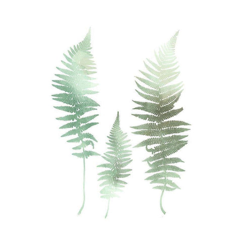 Watercolor Fern 1 White Modern Wood Framed Art Print by Bailey, Ann