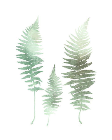 Watercolor Fern 1 White Modern Wood Framed Art Print with Double Matting by Bailey, Ann