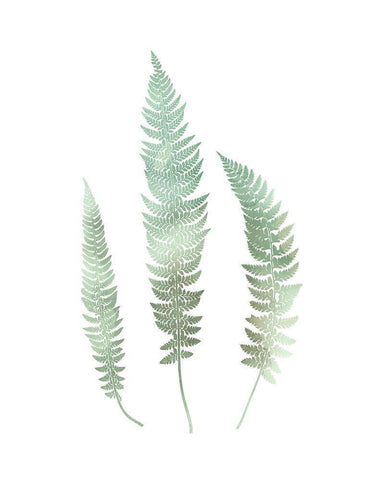 Watercolor Fern 3 White Modern Wood Framed Art Print with Double Matting by Bailey, Ann