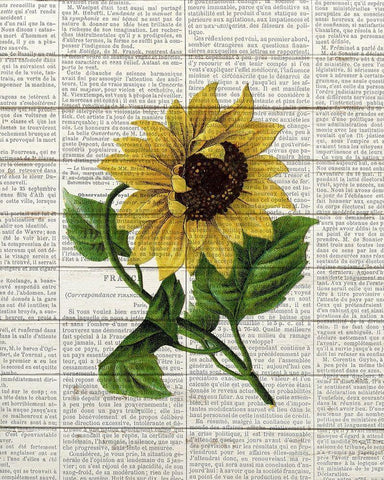 Sunflower Print 1 White Modern Wood Framed Art Print with Double Matting by Bailey, Ann