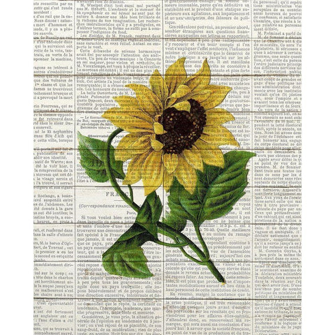 Sunflower Print 1 Black Modern Wood Framed Art Print with Double Matting by Bailey, Ann