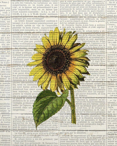 Sunflower Print 2 Black Ornate Wood Framed Art Print with Double Matting by Bailey, Ann