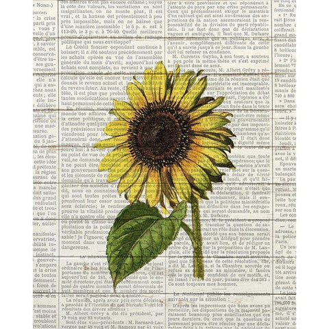 Sunflower Print 2 Black Modern Wood Framed Art Print by Bailey, Ann