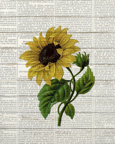 Sunflower Print 3 Black Ornate Wood Framed Art Print with Double Matting by Bailey, Ann
