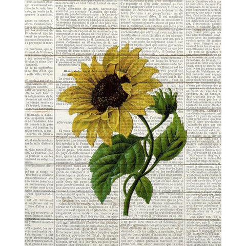 Sunflower Print 3 Black Modern Wood Framed Art Print with Double Matting by Bailey, Ann