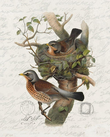 Nesting 1 White Modern Wood Framed Art Print with Double Matting by Bailey, Ann
