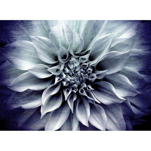 Amethyst Bloom White Modern Wood Framed Art Print by Bailey, Ann