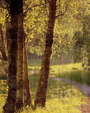 Sunlit Path 1 Black Ornate Wood Framed Art Print with Double Matting by Bailey, Ann