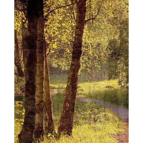 Sunlit Path 1 White Modern Wood Framed Art Print by Bailey, Ann