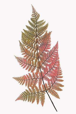 Coral Gold Fern 1 White Modern Wood Framed Art Print with Double Matting by Bailey, Ann