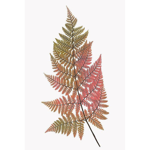 Coral Gold Fern 1 Gold Ornate Wood Framed Art Print with Double Matting by Bailey, Ann