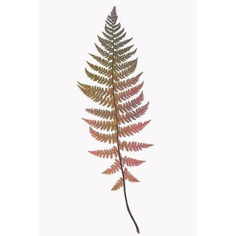 Coral Gold Fern 2 Black Modern Wood Framed Art Print with Double Matting by Bailey, Ann