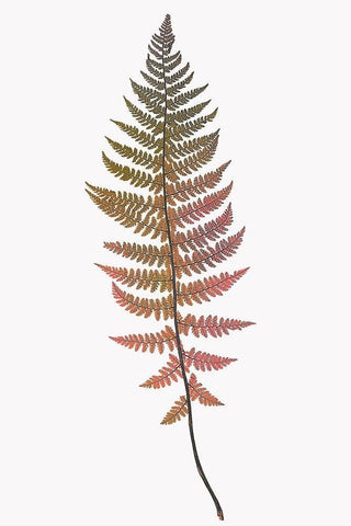 Coral Gold Fern 2 White Modern Wood Framed Art Print with Double Matting by Bailey, Ann