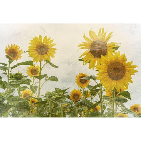 Sunny Mood White Modern Wood Framed Art Print by Bailey, Ann