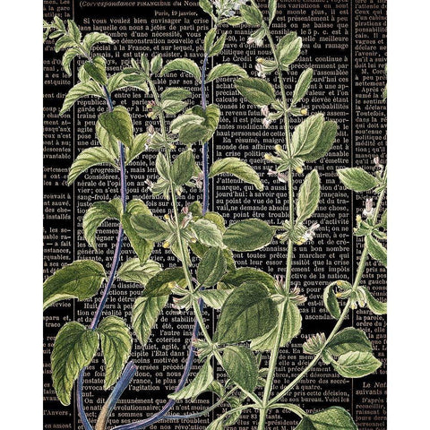 Botanical Newspaper 2 Black Modern Wood Framed Art Print with Double Matting by Bailey, Ann