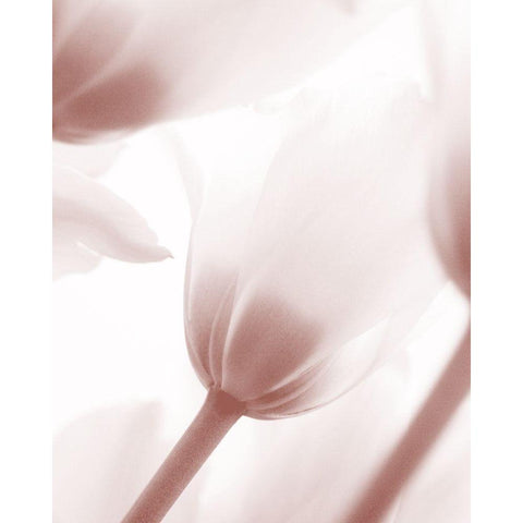 Tulip 1 Black Modern Wood Framed Art Print by Bailey, Ann
