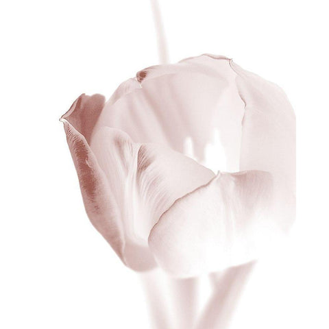 Tulip 2 White Modern Wood Framed Art Print by Bailey, Ann