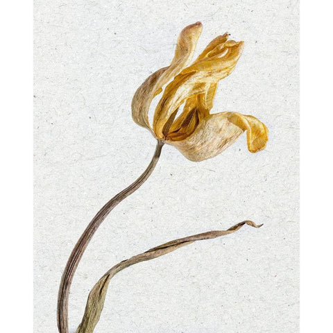 Pressed 3 White Modern Wood Framed Art Print by Bailey, Ann