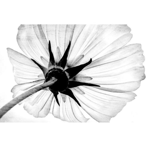 Anemone White Modern Wood Framed Art Print by Bailey, Ann