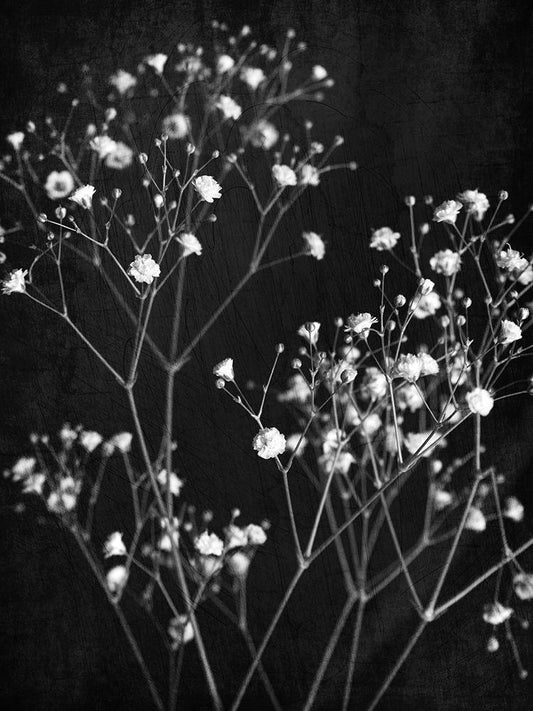 Image Only
