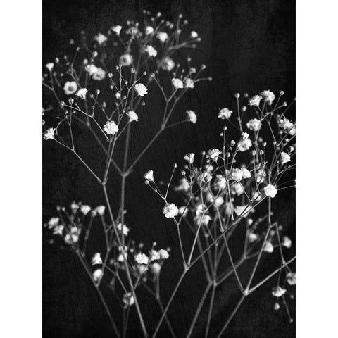 Delicate 1 Black Modern Wood Framed Art Print by Bailey, Ann