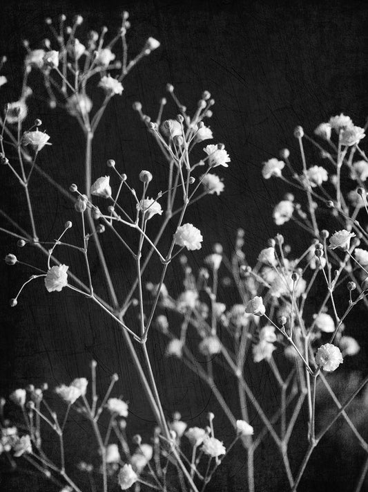 Image Only