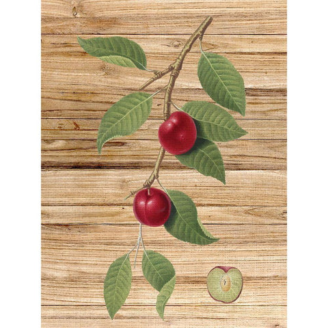 Pressed Fruit 3 White Modern Wood Framed Art Print by Bailey, Ann