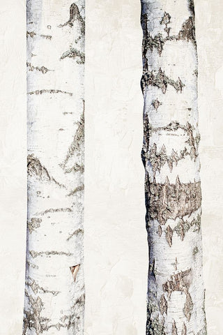 Birches 3 Black Ornate Wood Framed Art Print with Double Matting by Bailey, Ann