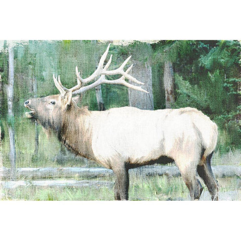 Linen Pressed Elk White Modern Wood Framed Art Print by Bailey, Ann