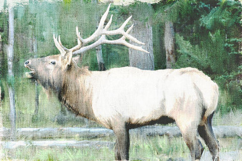 Linen Pressed Elk White Modern Wood Framed Art Print with Double Matting by Bailey, Ann
