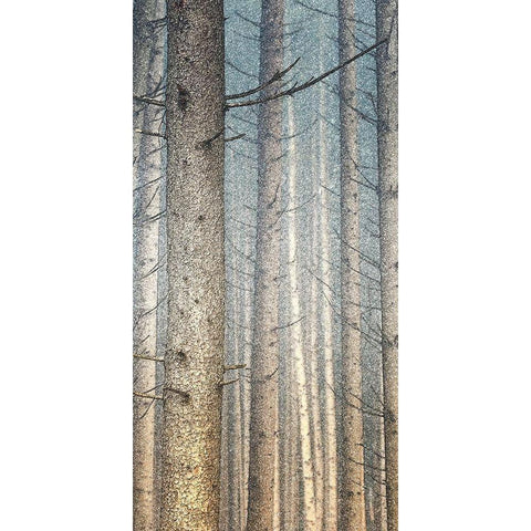 Forest Dreaming 1 Gold Ornate Wood Framed Art Print with Double Matting by Bailey, Ann