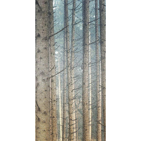 Forest Dreaming 2 White Modern Wood Framed Art Print by Bailey, Ann