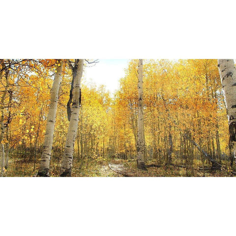 Aspen Pathway Gold Ornate Wood Framed Art Print with Double Matting by Bailey, Ann