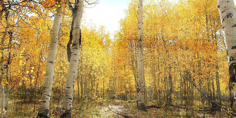 Aspen Pathway Black Ornate Wood Framed Art Print with Double Matting by Bailey, Ann